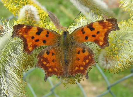 Anche in Emilia volano le farfalle!! (Polygonia c-album)